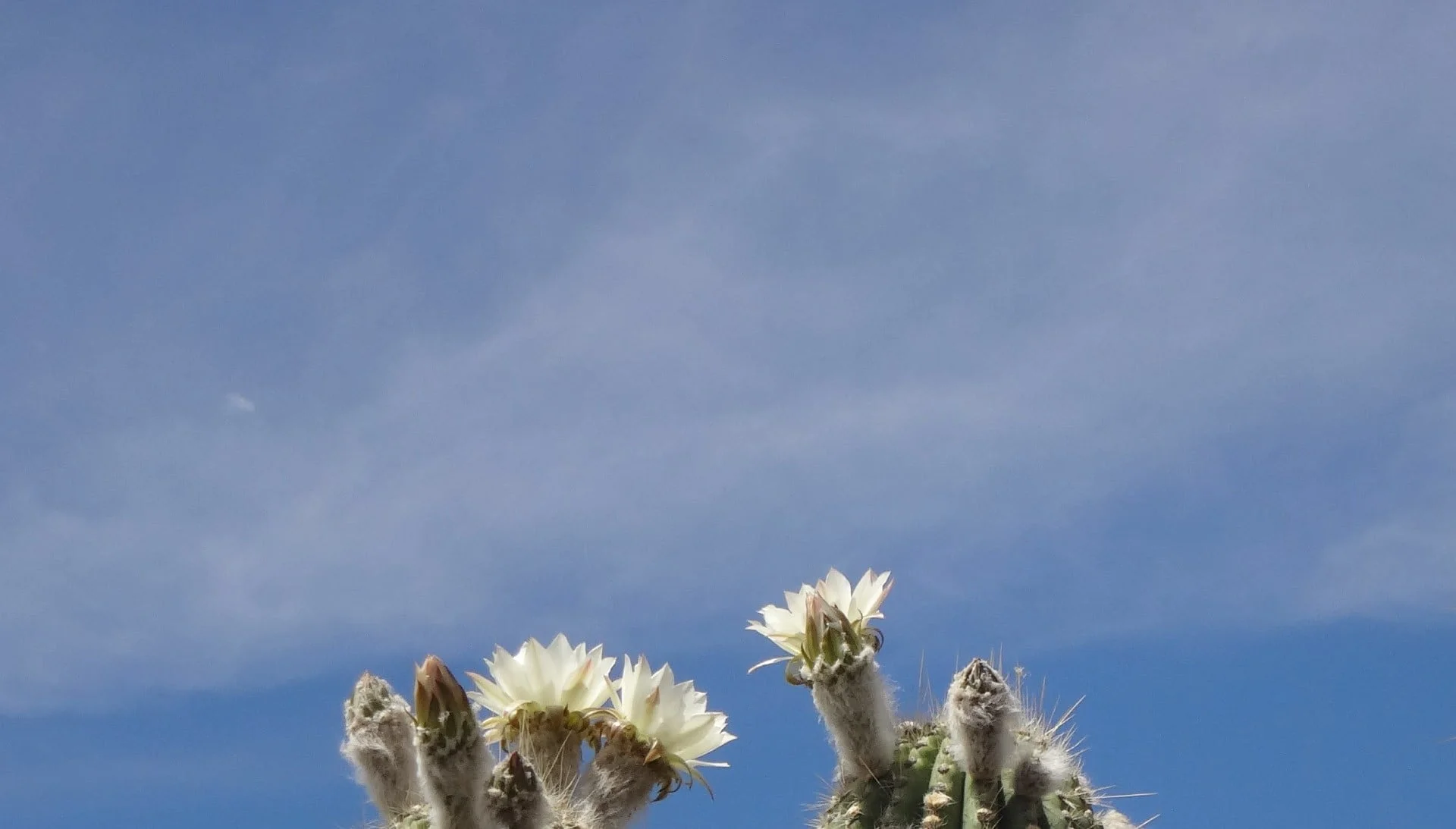 Elementos Argentinos